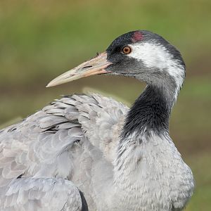 European Crane/ Watatunga 31-10-23