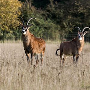 Roan Antelope / Watatunga / 7-11-23