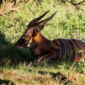 Eastern Bongo (Mtoto) / Watatunga / 7-11-23