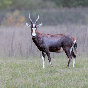 Blesbok / Watatunga / 7-11-23