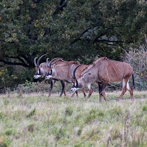 Roan Antelope (males) / Watatunga / 7-11-23