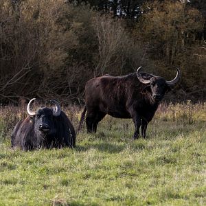 European Water Buffalo (Rocket and Slice) / Watatunga / 7-11-23