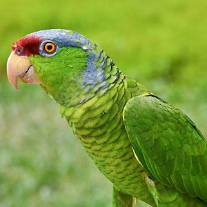Lilac-crowned Amazon (Amazona finschi)