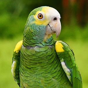 Yellow-shouldered Amazon (Amazona barbadensis)