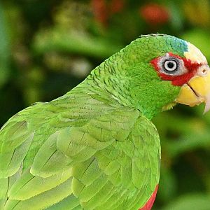 White-fronted Amazon (Amazona albifrons)