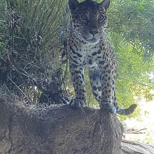 Inquisitive Jaguar