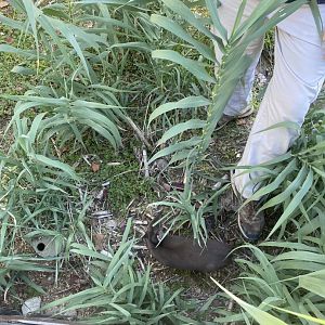 Keeper and Blue Duiker