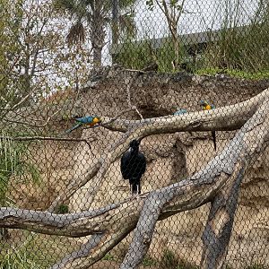 Macaws and Curassow