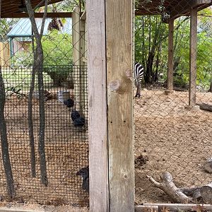 Zebras and Duikers side by side