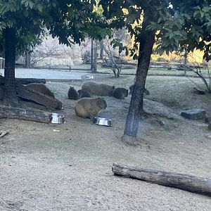 Capybara Family