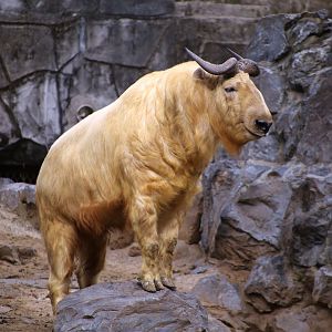 Golden Takin