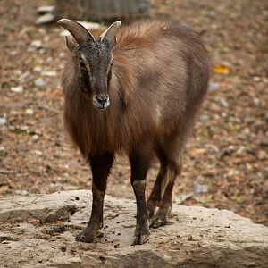 Himalayan Tahr