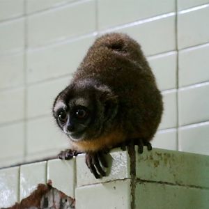 Nancy Ma's Night Monkey (Aotus nancymaae)