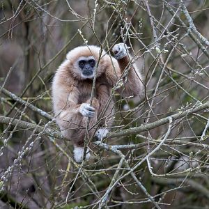 Lar Gibbon / Paignton / 18-3-23