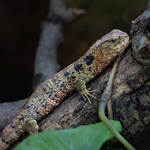 Chinese Crocodile Lizard / Paignton / 18-3-23