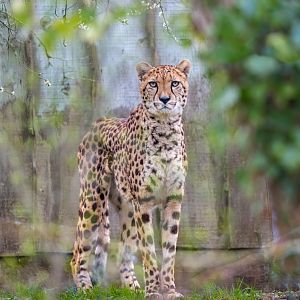 Cheetah (f) Jahzara / Paignton / 18-3-23
