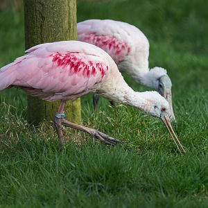 Roseate Spoonbills / Paignton / 18-3-23
