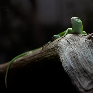 Emerald Tree Skink / Paignton / 18-3-23