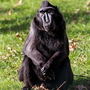 Sulawesi Crested Macaque / Paighton / 18-3-23