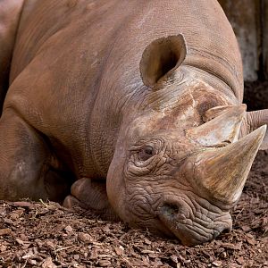 Black Rhino / Paignton / 18-3-23