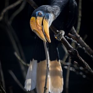 Sunda Wrinkled Hornbill / Paighton / 18-3-23