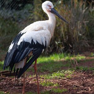 Oriental Stork / Paighton / 18-3-23