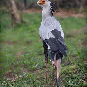 Secretary Bird / Paighton / 18-3-23