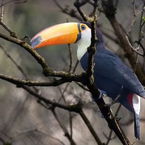 Toco Toucan / Paighton / 18-3-23