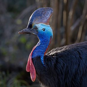Two-wattled Cassowary or Southern Cassowary/ Paighton / 18-3-23