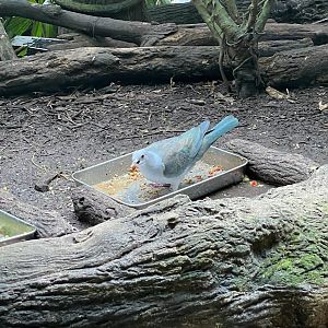 Fragile Forest - Island Imperial-pigeon (Ducula pistrinaria)