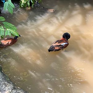 Fragile Forest - Hartlaub's Duck (Pteronetta hartlaubii)