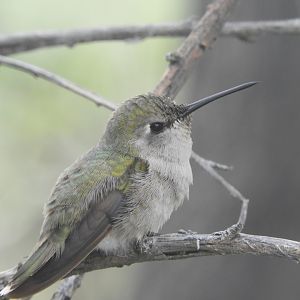 Wild Costa's hummingbird