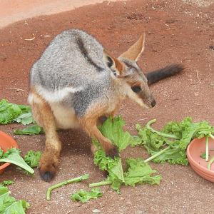 Yellow-footed rock wallaby