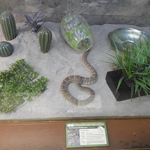 Red diamond rattlesnake enclosure