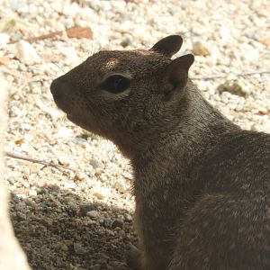 Wild California ground squirrel