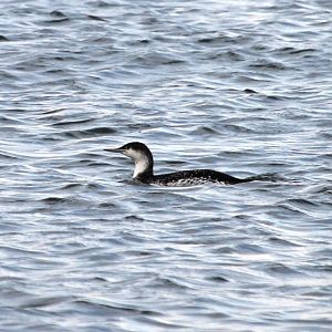 Red-throated Loon (Gavia stellata)