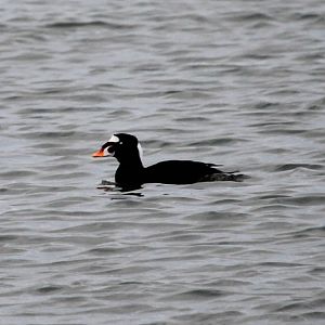 Surf Scoter (Melanitta perspicillata)