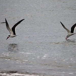 Black Skimmers (Rynchops niger)