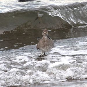 Willet in the surf