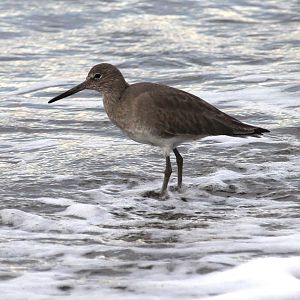 Willet (Tringa semipalmata)