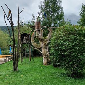 Ebbs Raritätenzoo - Blue and yellow macaw and ringtailed lemur