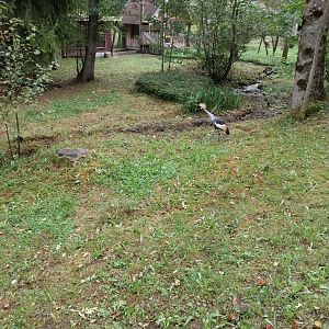 Ebbs Raritätenzoo - Eastern grey-crowned crane (Balearica regulorum gibbericeps)