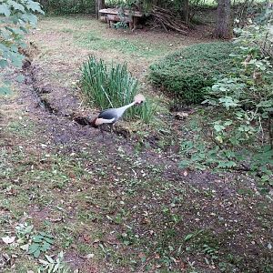 Ebbs Raritätenzoo - Eastern grey-crowned crane (Baleartica regulorum gibbericeps)
