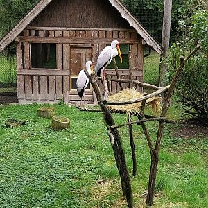 Ebbs Raritätenzoo - Yellow-billed stork (Mycteria ibis)