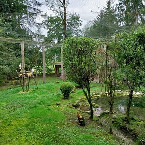 Ebbs Raritätenzoo - Yellow-billed stork aviary
