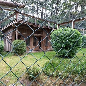 Ebbs Raritätenzoo - Bateleur aviary