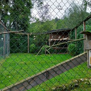 Ebbs Raritätenzoo - Eurasian griffon vulture aviary