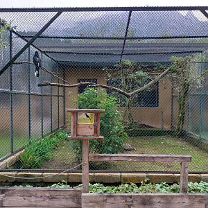Ebbs Raritätenzoo - Silvery-cheeked hornbill aviary