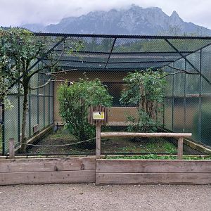 Ebbs Raritätenzoo - Grey-winged trumpeter aviary