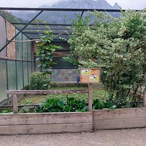 Ebbs Raritätenzoo - Victoria crowned pigeon and black-casqued hornbill aviary